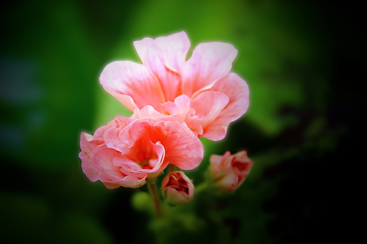 Allan Gardens Conservatory (Palm House), Toronto, Ontario