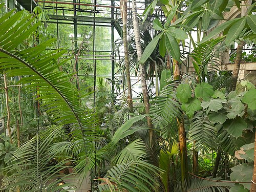 Palmengewächshaus, Aptekarsky Ogorod, Moskau
