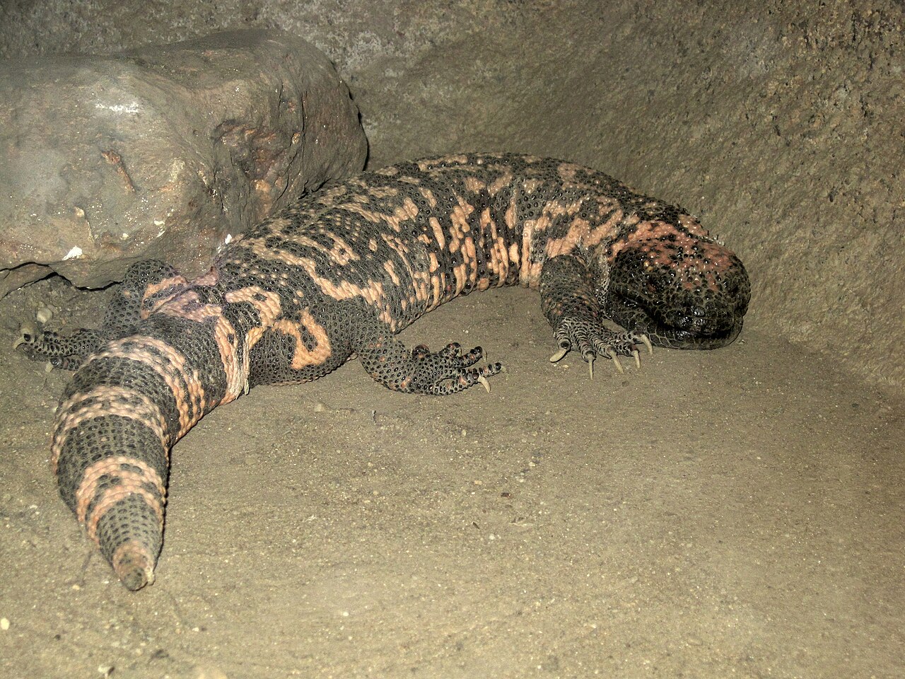 Burgers' Desert (Royal Burgers' Zoo), Arnhem, Gelderland