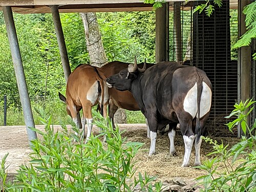 Burgers' Mangrove (Royal Burgers' Zoo), Arnhem, Gelderland