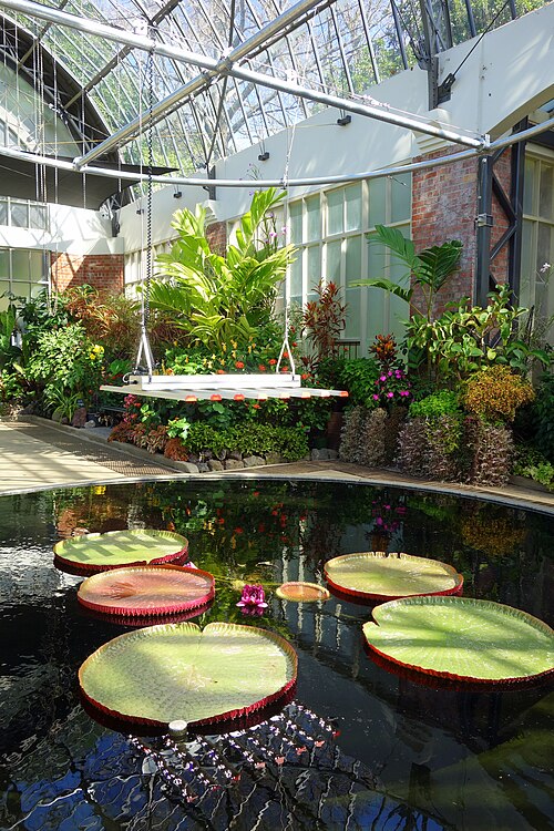Auckland Domain Wintergardens, Auckland