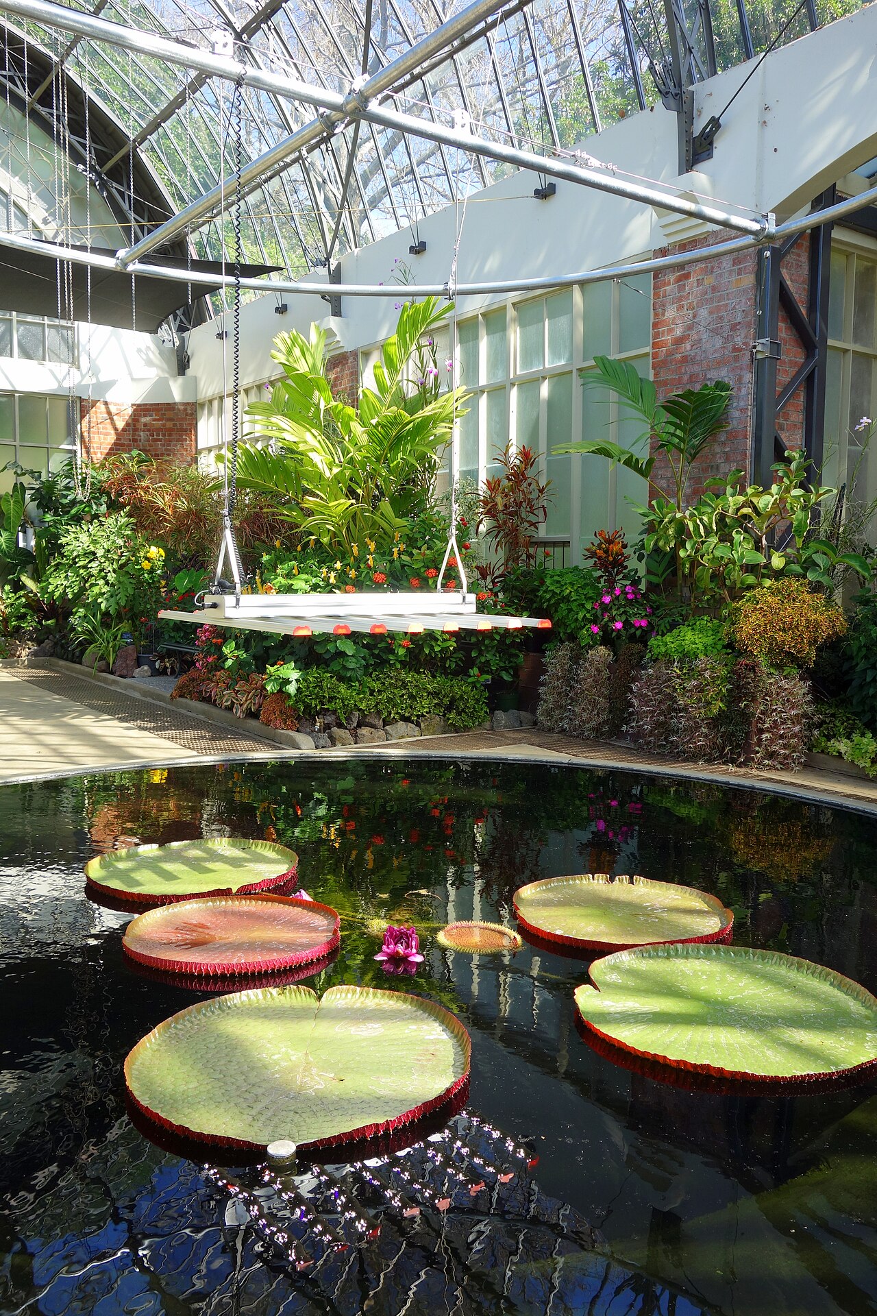 Auckland Domain Wintergardens, Auckland
