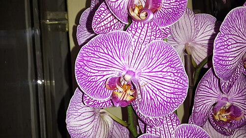 Tropical Rainforest of Utopia Park (Utopia Orchid Park), Kibbutz Bahan, Hefer Valley