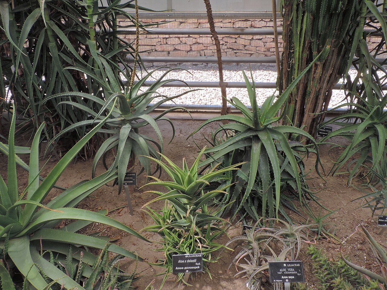 Cactus Exhibition Greenhouse, University Botanical Garden Balchik, Balchik, Dobrich Province