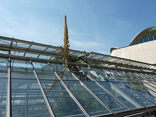 Viktoriahaus et Tropenhaus du Jardin botanique de l'Université de Bâle, Bâle, Bâle-Ville