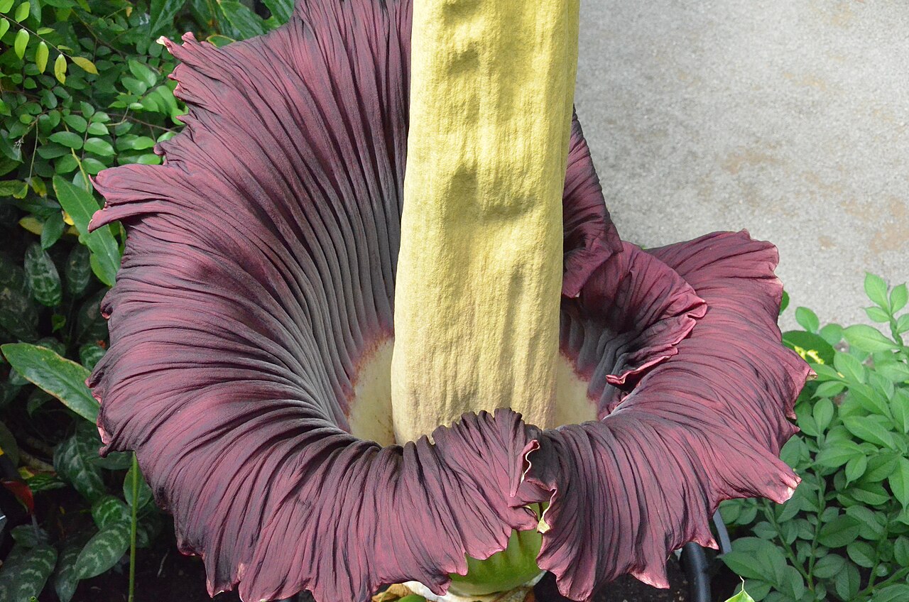 Serres du Jardin écologique et botanique (ÖBG) de l'université de Bayreuth, Bayreuth, Bavière
