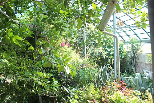 E・Z・ガレーエフ植物園のオランジェリー（Oranzhereya Botanicheskogo sada）, ビシュケク