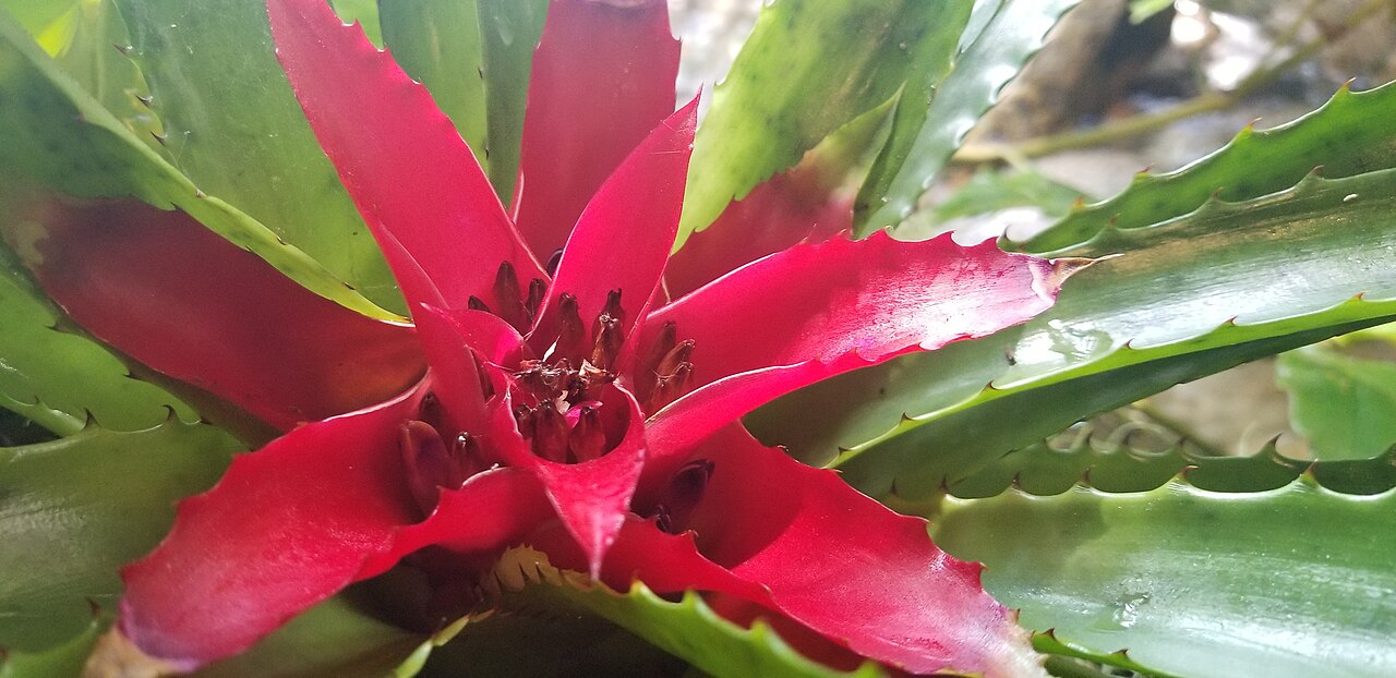 Boettcher Memorial Tropical Conservatory, Denver, Colorado