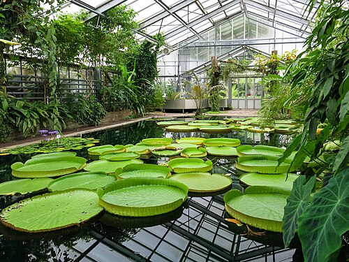 Gewächshäuser des Jardins botaniques de l'Université de Bonn, Bonn, Rhénanie-du-Nord-Westphalie