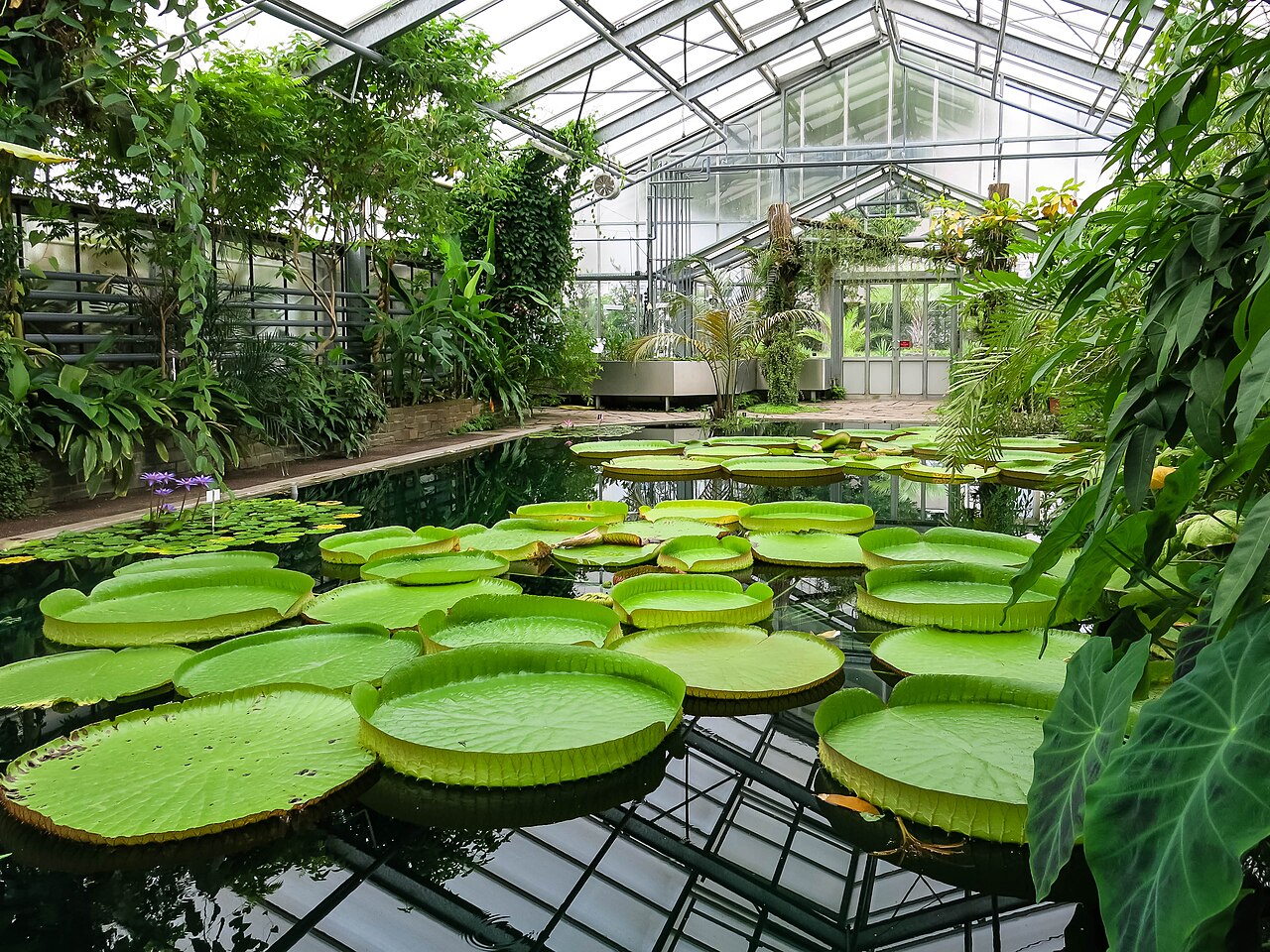 Gewächshäuser der Botanischen Gärten der Universität Bonn, Bonn, Nordrhein-Westfalen