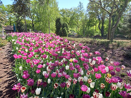 botanika (serres du Rhododendron-Park de Brême), Brême