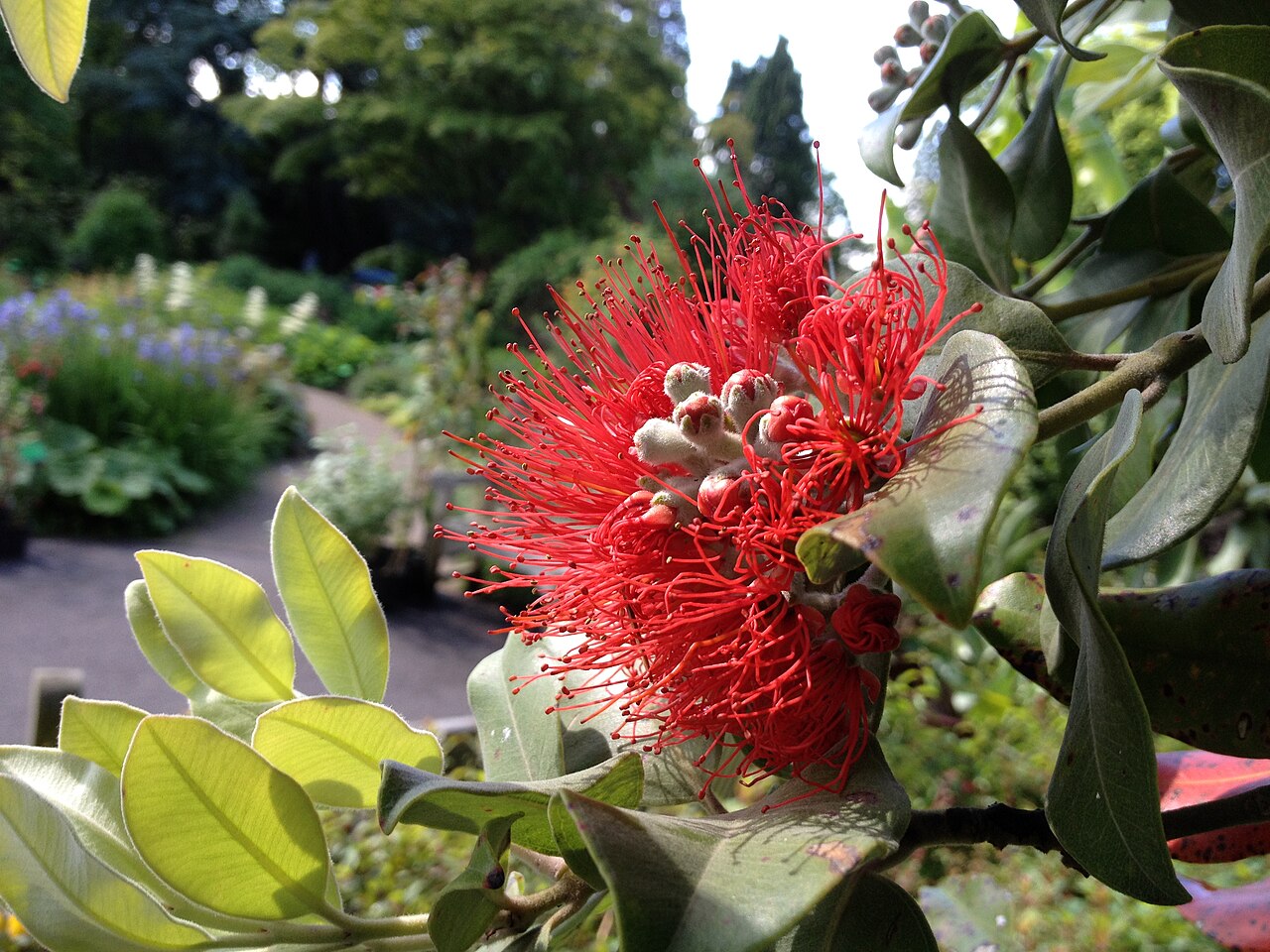 Glasshouses, University of Bristol Botanic Garden, Stoke Bishop, Bristol (England)