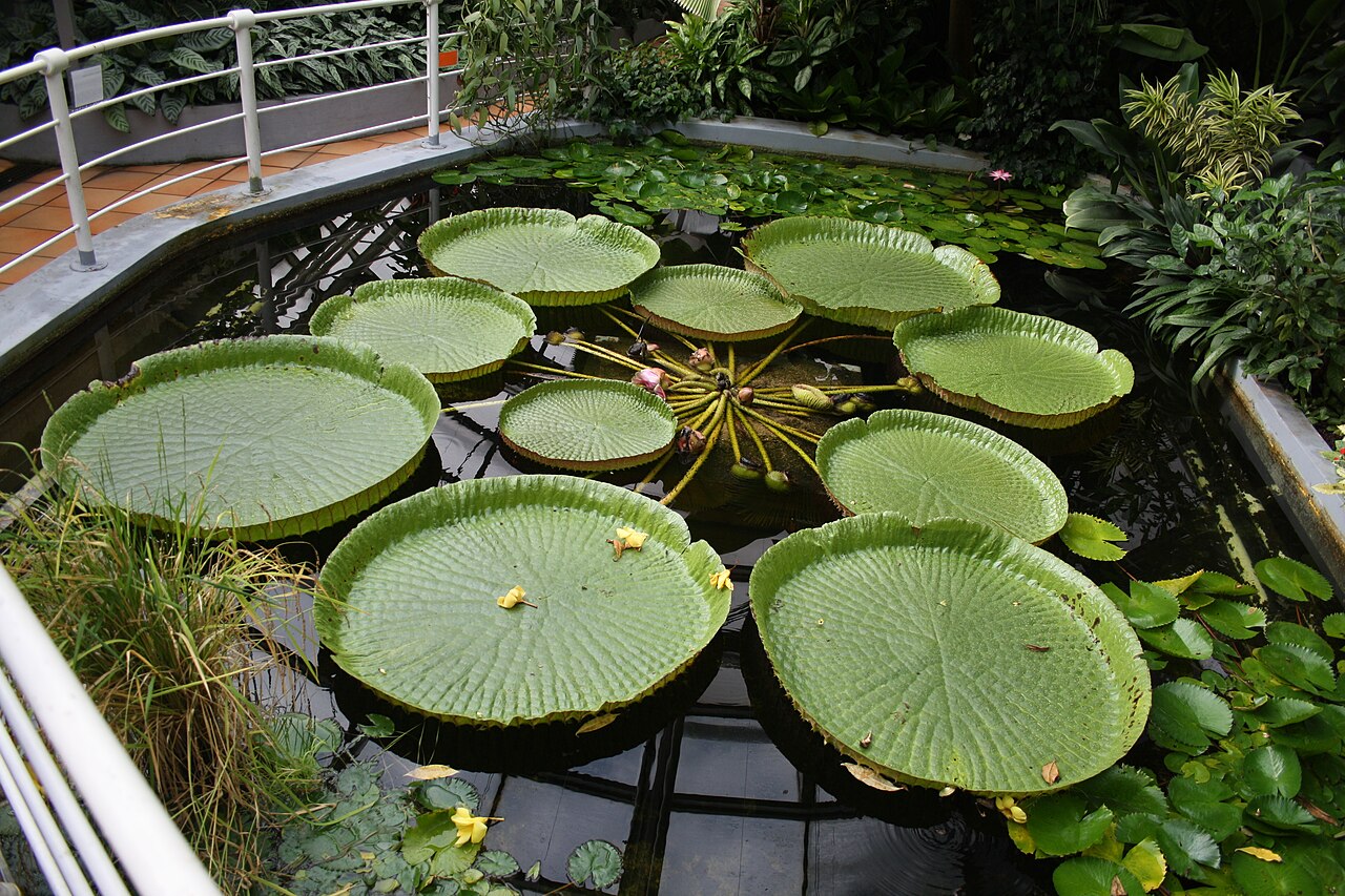 Serres du jardin botanique de la faculté des sciences de l'université Masaryk (skleníky), Brno, région de Moravie-du-Sud