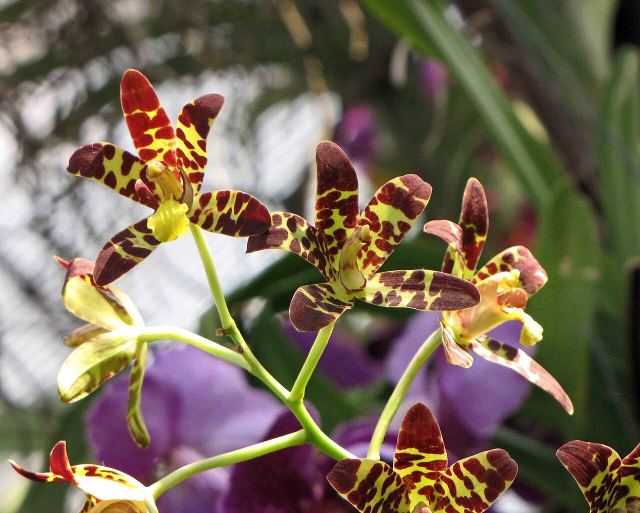 Serres du jardin botanique de Chenshan, Shanghai
