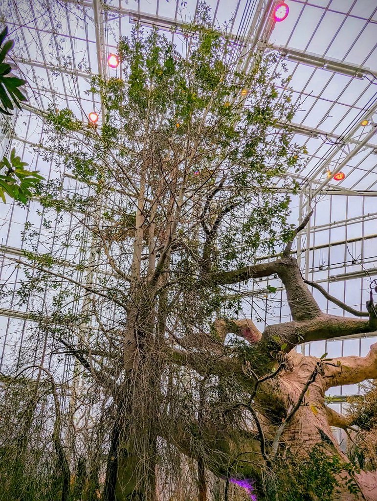 Eleanor Armstrong Smith Glasshouse (Cleveland Botanical Garden), Cleveland, Ohio