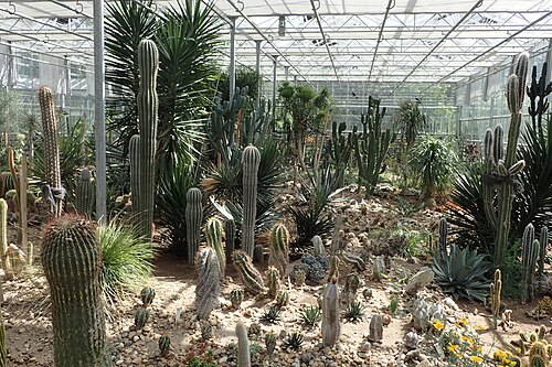 Palmenhaus und Sukkulentenhaus des Botanischen Gartens der Universität Debrecen, Debrecen