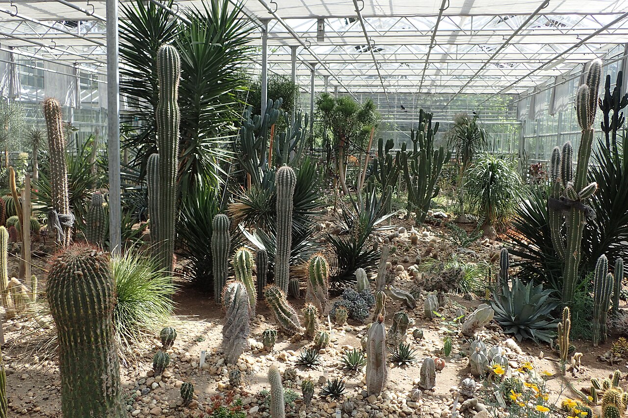 Palmenhaus und Sukkulentenhaus des Botanischen Gartens der Universität Debrecen, Debrecen, Komitat Hajdú-Bihar