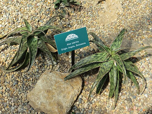 Conservatoire géodésique du Greater Des Moines Botanical Garden (Botanical Center), Des Moines, Iowa