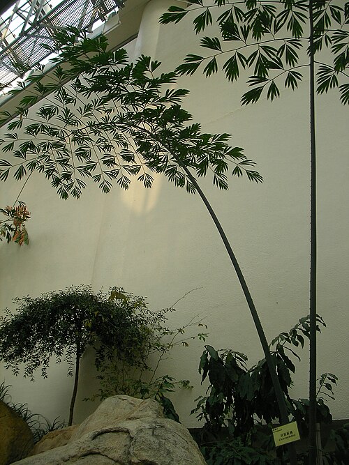 Forsgate Conservatory, Hong Kong