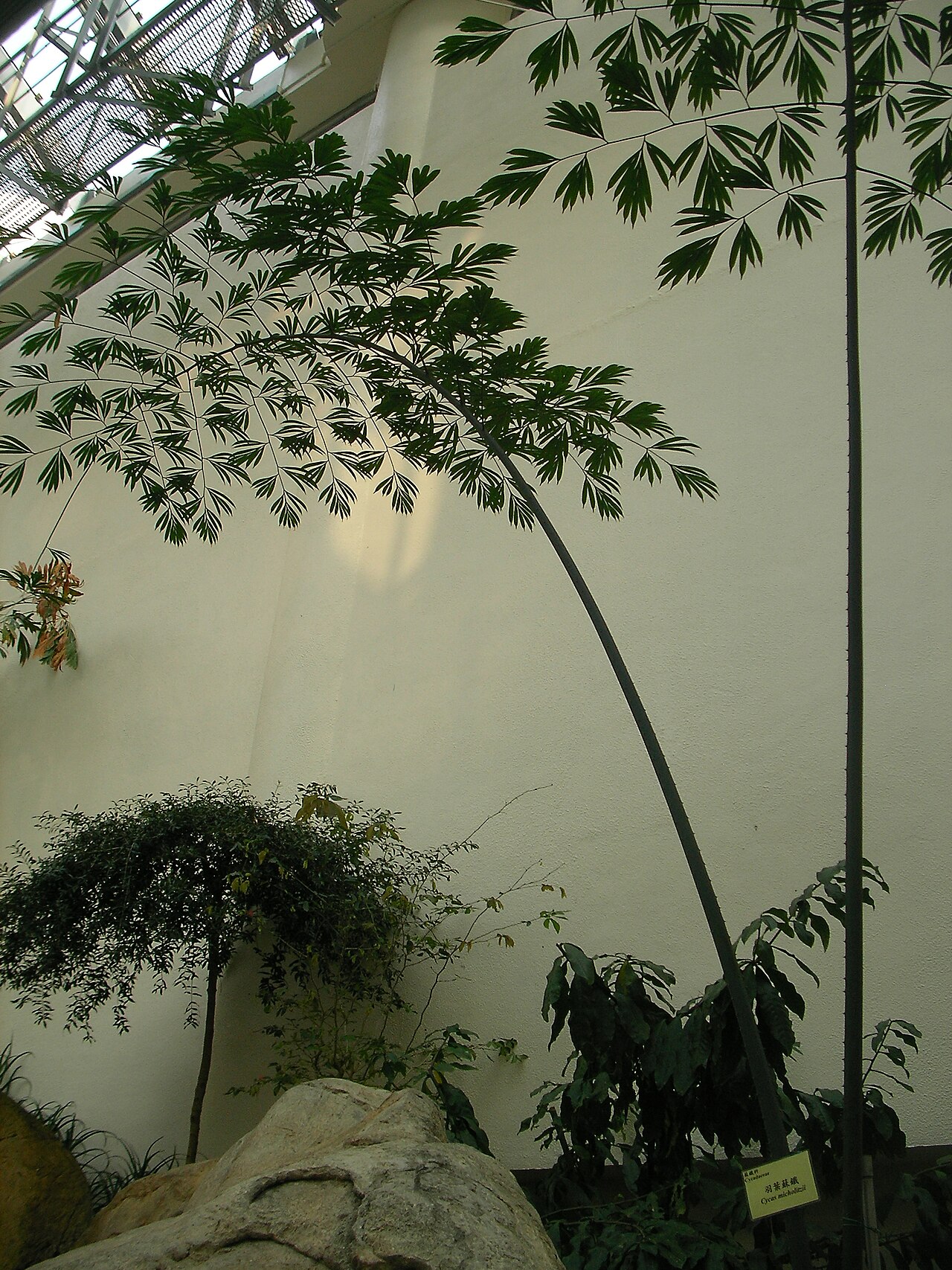Forsgate Conservatory, Hong Kong