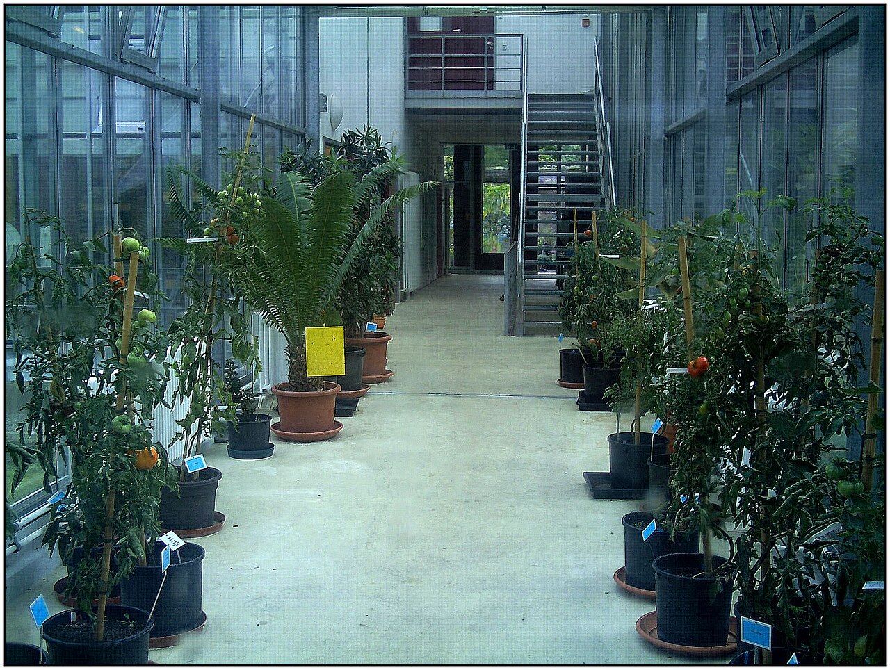 Schaugewächshäuser, Botanischer Garten Freiburg, Freiburg im Breisgau, Baden-Württemberg
