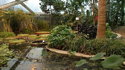 Væksthusene, Gewächshäuser des Botanischen Gartens Aarhus (Tropenhaus), Aarhus, Mitteljütland — From the greenhouses of Aarhus Botanical Gardens