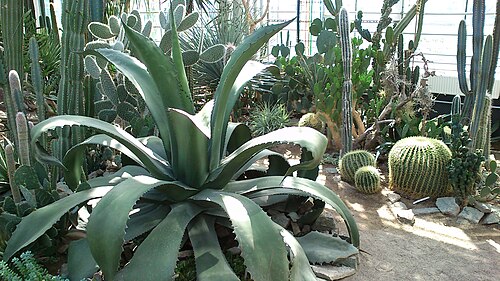 Væksthusene, Gewächshäuser des Botanischen Gartens Aarhus (Tropenhaus), Aarhus, Mitteljütland — Væksthusene i Botanisk Have i Aarhus.
