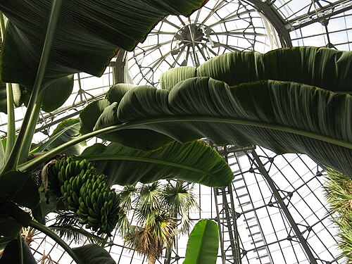 Allan Gardens Conservatory (Palm House), Toronto, Ontario — Bananas in Palm House at Allan Gardens