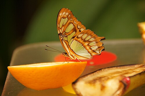 Vlinderpaviljoen (Schmetterlingspavillon), ARTIS Royal Zoo, Amsterdam (Plantage), Nordholland — Lepidoptera in Artis Zoo