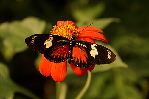 Vlinderpaviljoen (Schmetterlingspavillon), ARTIS Royal Zoo, Amsterdam (Plantage), Nordholland — Vlinderpaviljoen — Ansicht 2