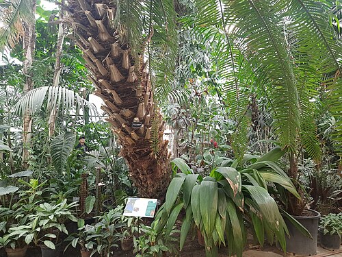 アプテカルスキー・オゴロドのパームハウス（ヤシ温室）, モスクワ — Palm greenhouse (Aptekarsky garden)