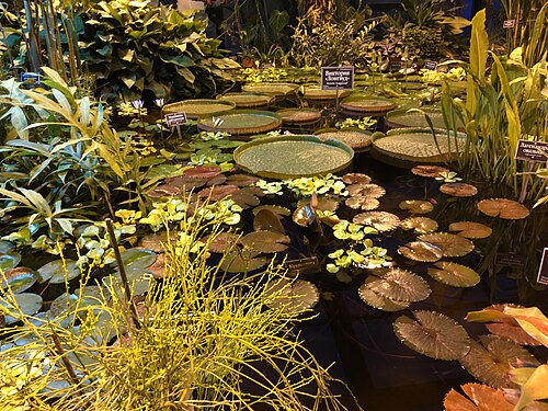 アプテカルスキー・オゴロドのパームハウス（ヤシ温室）, モスクワ — pharmacy garden Moscow