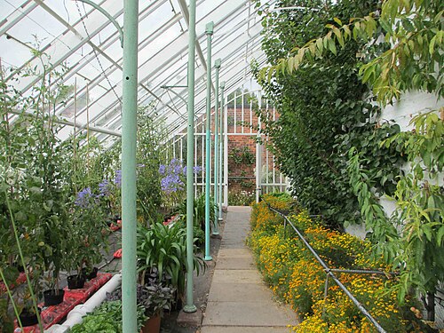 The Vinery, Arley Hall (Treibhaus im Küchengarten), Arley Hall & Gardens, Aston by Budworth, bei Northwich, Cheshire, England — Photograph of the interior of the greenhouse, part of the forcing house in the kitchen…
