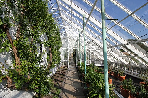 The Vinery, Arley Hall (Treibhaus im Küchengarten), Arley Hall & Gardens, Aston by Budworth, bei Northwich, Cheshire, England — The Vinery at Arley Hall