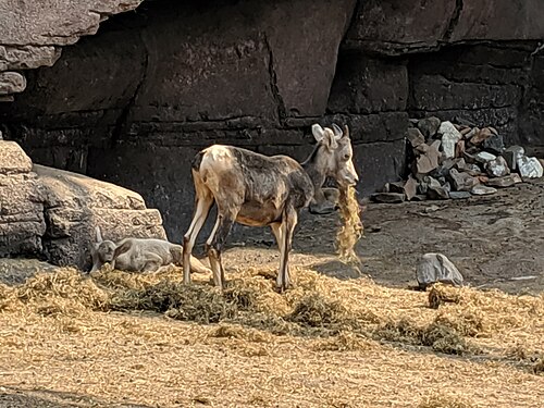 Burgers' Desert (Royal Burgers' Zoo), Arnhem, Gelderland — Ovis canadensis in Burgers' Zoo