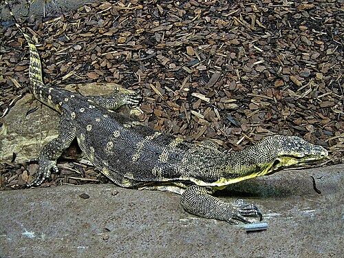 Burgers' Desert (Royal Burgers' Zoo), Arnhem, Gelderland — Varanus salvator (Water monitor), Burgers zoo, Arnhem, the Netherlands