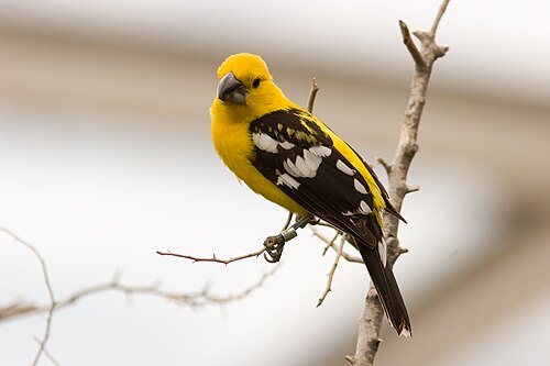 Burgers' Desert (Royal Burgers' Zoo), Arnhem, Gelderland — An adult male Yellow Grosbeak (also known as Mexican Yellow Grosbeak) at Burgers Zoo…