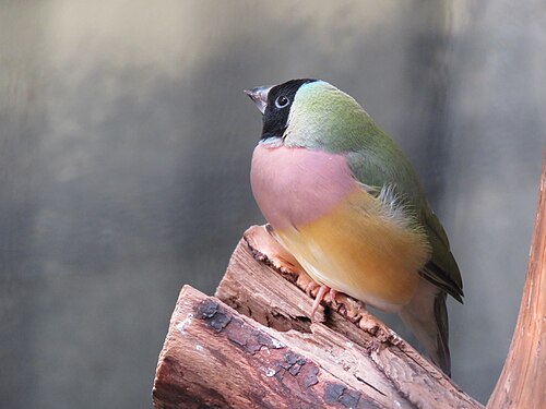 Burgers' Desert (Royal Burgers' Zoo), Arnhem, Gelderland — Gouldian finch ( Erythrura gouldiae aka Chloebia gouldiae ), at Burgers' Zoo in Arnhem.