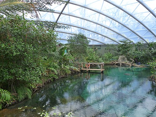 Burgers' Mangrove (Royal Burgers' Zoo), Arnheim, Gelderland — De zoetwater poel met zeekoeien