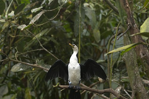 Burgers' Mangrove (Royal Burgers' Zoo), Arnheim, Gelderland — Little pied cormorant