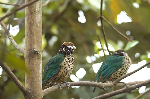 Burgers' Mangrove (Royal Burgers' Zoo), Arnheim, Gelderland — Witoorkatvogel