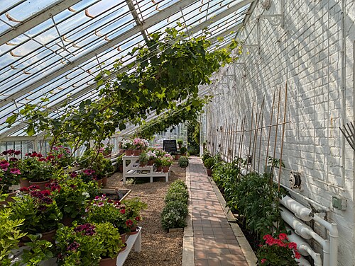 Wein- und Pfirsichhaus sowie Tropengewächshaus, Arundel Castle Gardens, Arundel, West Sussex — indoor view of glasshouse in Arundel Castle Gardens