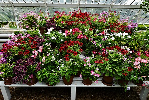 Wein- und Pfirsichhaus sowie Tropengewächshaus, Arundel Castle Gardens, Arundel, West Sussex — Arundel Castle Gardens: Pelargoniums in the renovated Victorian iron Vine and Peach House