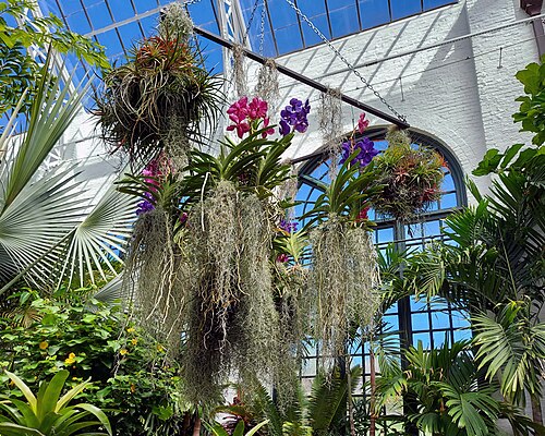 Biltmore Estate Conservatory, Asheville, North Carolina — Floral arrangement, Conservatory, Biltmore Estate, Asheville, North Carolina