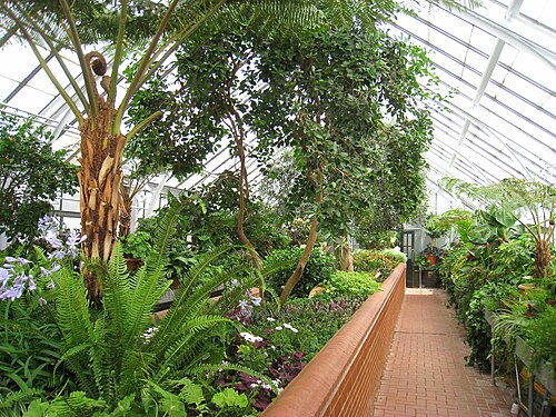 Biltmore Estate Conservatory, Asheville, North Carolina — Greenhouse interior at Biltmore Estate, Asheville, North Carolina, USA.