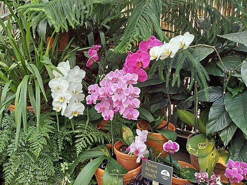 Biltmore Estate Conservatory, Asheville, North Carolina — Biltmore Estate Conservatory — Ansicht 6