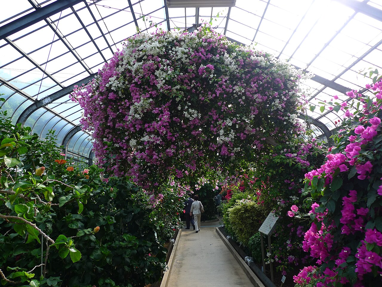 熱川バナナワニ園, 静岡県東伊豆町 — Flowers, Atagawa Tropical & Alligator Garden, Izu town, Kamo-gun, Shizuoka pref, Japan