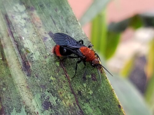 Alice Hand Callaway Visitor Center and Conservatory (State Botanical Garden of Georgia), Athens, Géorgie — Common Eastern Velvet Ant ( Dasymutilla occidentalis )