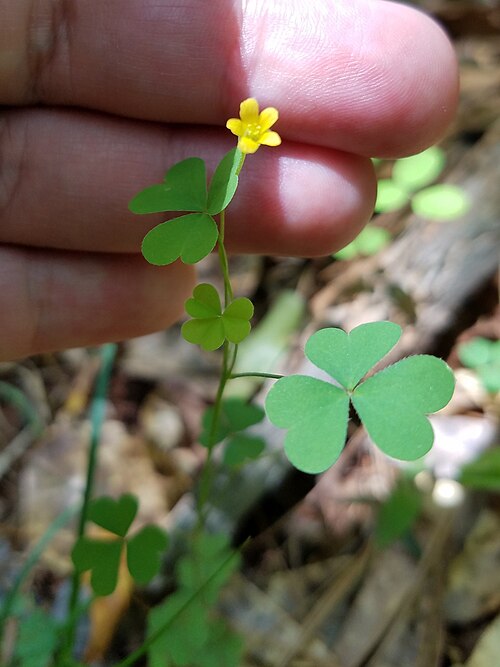 Alice Hand Callaway Visitor Center and Conservatory (State Botanical Garden of Georgia), Athens, Géorgie — Oxalis florida (flowering woodsorrel) - State Botanical Garden of Georgia, Athens, GA, USA