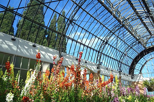 オークランド・ドメイン・ウィンターガーデン, オークランドのオークランド・ドメイン — Auckland Domain Winter Garden - Auckland, New Zealand.
